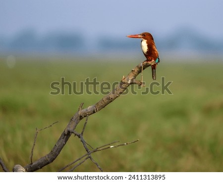 The White-Throated kingfisher also known as the White-Breasted kingfisher is a tree kingfisher, widely distributed in Asia . Royalty-Free Stock Photo #2411313895
