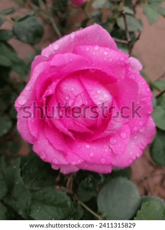 Download the beautiful pink roses picture. Beautiful pink roses bouquet. Soft pink flowers for you. 