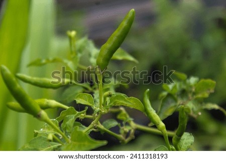 Cayenne pepper (Capsicum frutescens) is a fruit and plant belonging to the Capsicum genus whose fruit grows upwards.
 Royalty-Free Stock Photo #2411318193