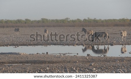Plains zebra Equus quagga burchellii in Etosha National Park in Namibia drinking at a water hole near Okaukuejo in early morning