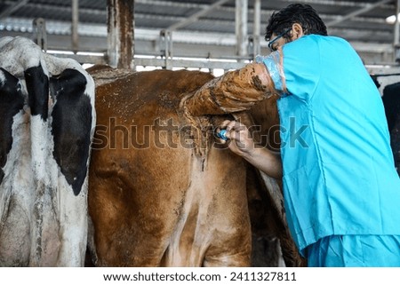Artificial insemination (Fertilization) in farm animals and cows. Ovulation (ejection of the egg) by injection by the veterinarian Royalty-Free Stock Photo #2411327811