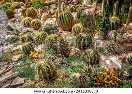 Different sharp succulent cactus growing in lush desert garden Royalty-Free Stock Photo #2411330893