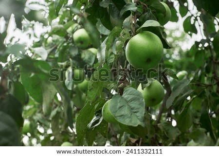 Natural green bio juicy apples and apple trees in the garden . High quality photo