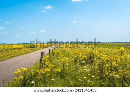 Country road through a nature reserve with flowering wild plants such as ragwort. The photo was taken on a sunny summer day near the bank of the Dutch Nieuwe Merwede river.