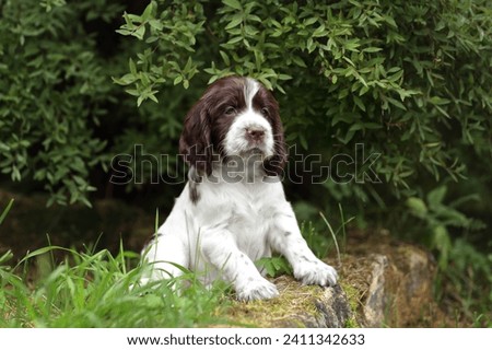 Cute little English Springer Spaniel puppy in nature Royalty-Free Stock Photo #2411342633