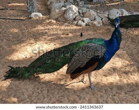 Male and female peacock Indian or blue peafowl background image isolated Nice background display Beautiful colourful natural beauty scenery Great Views HD Photo