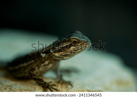 Close up of a bearded dragon looking up