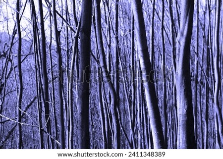 Autumn beautiful forest, trunks, mystical atmosphere, natural color background for text, blue photo