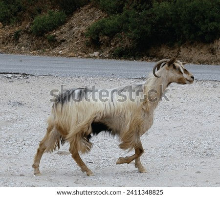 Domestic goat image. Farm animal photo. Goat run outdoor photography.