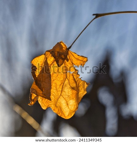 Nice fall background picture: closeup photo of an isolated yellow leaf, with the sky behind