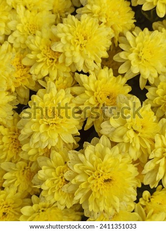 Yellow flowers of Chrysanthemum (lat. Chrysánthemum), view from above