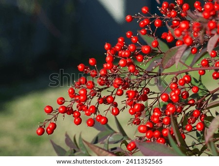Macri photographt of a gorgeous branch of red berries in a garden in winter, on a sunny day Royalty-Free Stock Photo #2411352565