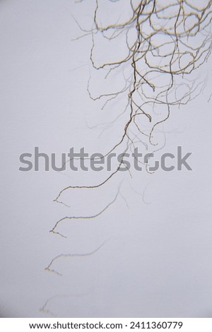 silhouette, branches on a white background, background, decorative twigs, light background, abstraction,composite photo