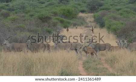 Herd of common elands Taurotragus oryx crossing path in Waterberg Plateau National Park in Namibia Royalty-Free Stock Photo #2411361489