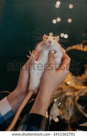 A rat in a photo studio in winter