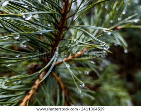 Droplets of water on the tips of green needles of a coniferous tree branch