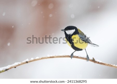 Colorful great tit ( Parus major ) perched on a tree trunk, photographed in horizontal, amazing background winter time