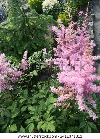 blooming  Vision in pink Astilbe and Serbian spruce on a flower bed. Unusual fluffy inflorescences. Nature wallpaper. Royalty-Free Stock Photo #2411371811