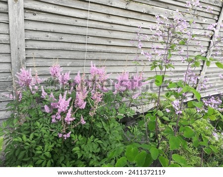 blooming  Vision in pink Astilbe  on a flower bed. Unusual fluffy inflorescences. Nature wallpaper. Royalty-Free Stock Photo #2411372119