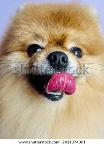 close up of a cute red spitz with an open mouth and pink tongue on a lilac background. pet. grooming calendar. poster