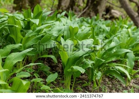 Wild garlic (Allium ursinum) green leaves in the beech forest. The plant is also known as ramsons, buckrams, broad-leaved garlic, wood garlic, bear leek or bear's garlic. Royalty-Free Stock Photo #2411374767