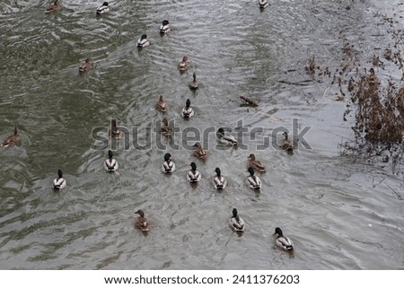 A group of people swimming in a lake