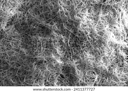 mycelial meshwork of microscopic fungus visualized through SEM Royalty-Free Stock Photo #2411377727