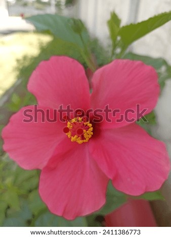 Hibiscus flowers can also be used as food for turtles and can also be used as a garden for beautiful views