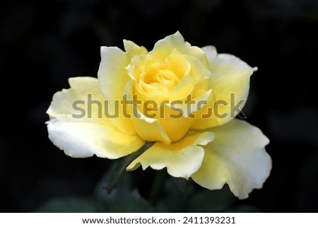 Closeup of a blooming yellow rose flower, isolated on dark background, image for mobile phone screen, display, wallpaper, screensaver, lock screen and home screen or background