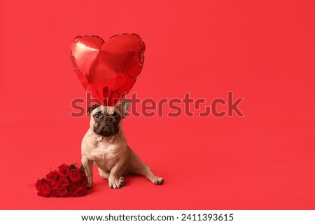Cute French bulldog with heart shaped balloon and roses on red background. Valentine's Day celebration