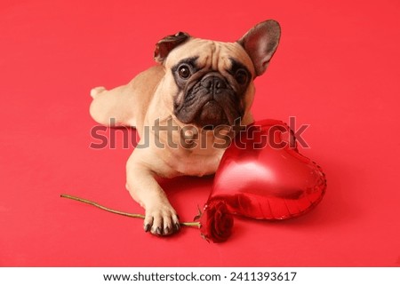 Cute French bulldog with heart shaped balloon and rose on red background. Valentine's Day celebration