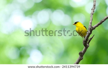 American Goldfinch (Spinus tristis) North American Backyard Bird. It is known for its vibrant yellow summer plumage. Isolated on green nature background. Royalty-Free Stock Photo #2411394739