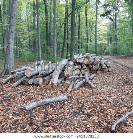 Cut beech tree wood logs in beech  forest park near  Kacin Little Carpathian mountains, Bratislava, Slovakia, Europe. 