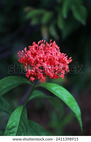 Blooming orange colour ashoka flower with blurred green background, image for mobile phone screen, display, wallpaper, screensaver, lock screen and home screen or background
