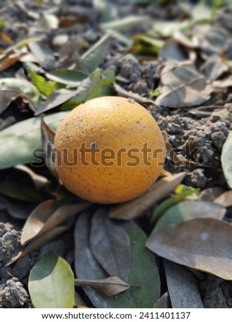 orange picture on leaves for Agriculture and Farming 