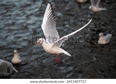 Black-headed gull in winter plumage. Gull in flight with lake behind. Black-headed gull (Chroicocephalus ridibundus) in Kelsey Park, Beckenham, Kent, UK. Royalty-Free Stock Photo #2411407717