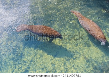 Manatees swimming in clear river water in Florida