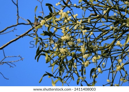 European mistletoe (Viscum album), parasitic plant on the host tree