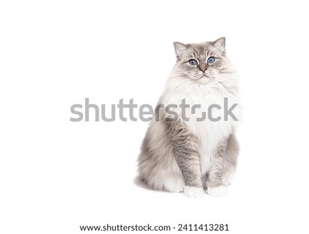 Ragdoll cat sitting isolated on white background copy space Royalty-Free Stock Photo #2411413281