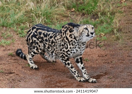 Amazing incredible king cheetah standing on the ground with a blur green grass background 