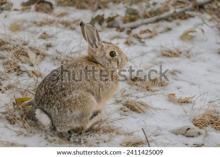Close-up of a snowy wild hare in Denver, Colorado.