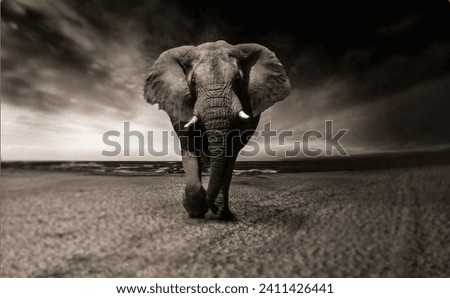 Black Elephant Gray Background HD 4K