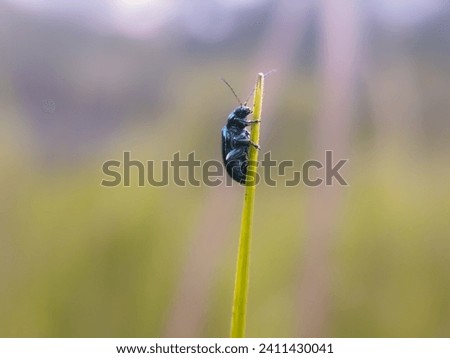 A flea beetle (altica) perched on the sharp edge of the grass