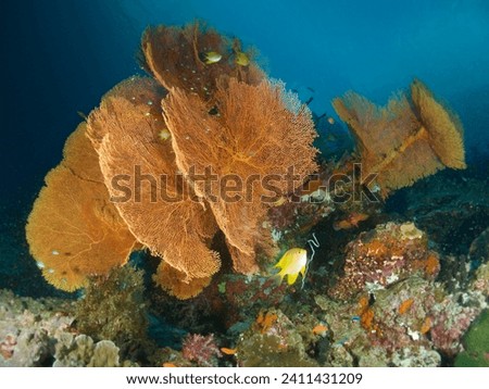 Giant Gorgonian Sea Fan Coral. Branching Gorgonia Soft Corals. Invertebrate Marine Animals Alcyonacea, Cnidaria Octocorals. Tropical coral reef under deep blue Andaman Sea. Indo Pacific Ocean seabed.