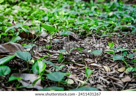 Zebra dove on a lively forest bed. A delicate dance of nature amongst sprouting leaves and twigs