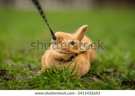 Domestic furry brown miniature eastern bunny fighting and biting the leash, protesting wearing it