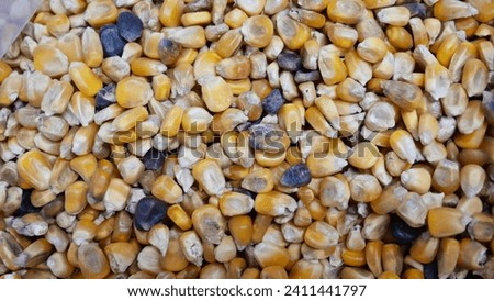 Corn grains quality check damage starch broken seed and high contamination animal feed Royalty-Free Stock Photo #2411441797