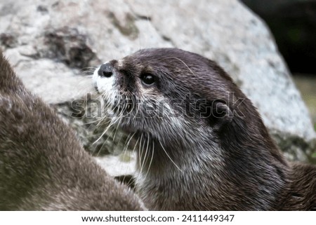 Portrait of an otter seen in profile