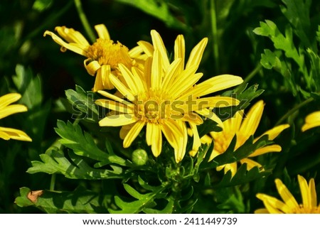 Close-up of Euryops pectinatus, yellow daisy, in the garden. Nature and landscape.