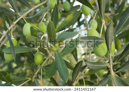 Green olives grow on the branch olive tree, close-up. Olive background for publication, design, poster, calendar, post, screensaver, wallpaper, postcard, banner, cover, website. High quality photo